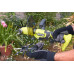 ONE + / Культиватор ручной RYOBI RY18HCA-0 (без батареи) ONE + / Культиватор ручной RYOBI RY18HCA-0 (без батареи)