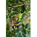 ONE + / Секатор (сучкорез) RYOBI OLP1832BX (без батареи) ONE + / Секатор (сучкорез) RYOBI OLP1832BX (без батареи)