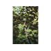 Сучкорез универсальный UPX82 FISKARS PowerGear Сучкорез универсальный UPX82 FISKARS PowerGear