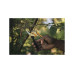 Секатор плоскостной металлический FISKARS Solid  P331