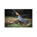Грабли L QuikFit FISKARS Грабли L QuikFit FISKARS