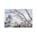 Сучкорез плоскостной LX94 FISKARS PowerGear X средний Сучкорез плоскостной LX94 FISKARS PowerGear X средний