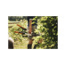 Сучкорез плоскостной LX92 FISKARS PowerGear X малый Сучкорез плоскостной LX92 FISKARS PowerGear X малый