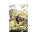 Секатор плоскостной FISKARS Xseries PowerGear L P961 Секатор плоскостной FISKARS Xseries PowerGear L P961